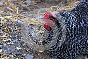 Barred Plymouth Rock Chicken, good farm life egg layer