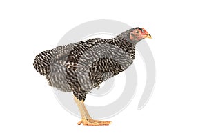 barred plymouth rock chicken isolated on white background.,three months