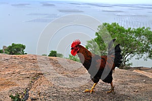 Barred Plymouth Rock chickens