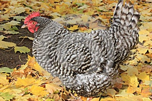 Barred Plymouth Rock Hen