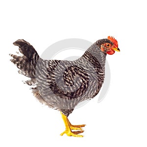 Barred Plymouth Rock hen isolated