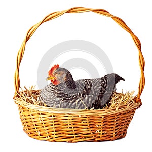 Barred Plymouth Rock hen with white background