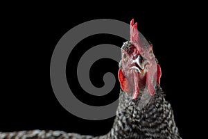 Barred rock chicken