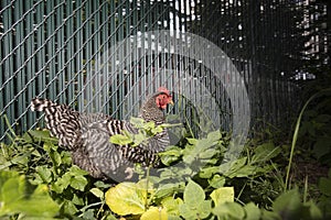 Barred rock chicken