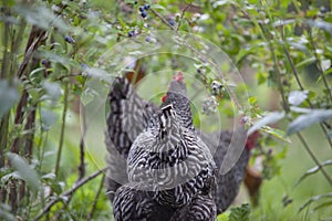 Barred rock chicken