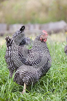 Barred rock chicken