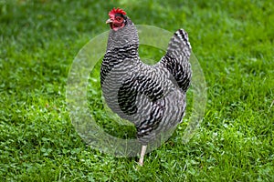 Barred Rock Chicken