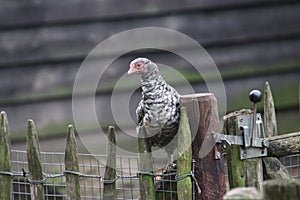 Barred Rock chicken at a farm in Oldebroek in the Netherlands.