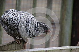 Barred Rock chicken at a farm in Oldebroek in the Netherlands.