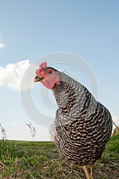 Barred Rock chicken in a pasture