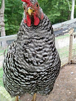 A Barred Rock chicken with a question.