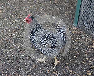 A Barred Rock chicken walking by the coop.