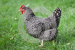 A barred rock hen on a backyard farm