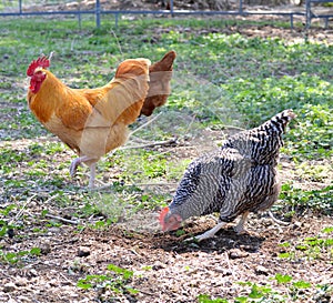 Barred Rock Hen and Buff Orpington Rooster