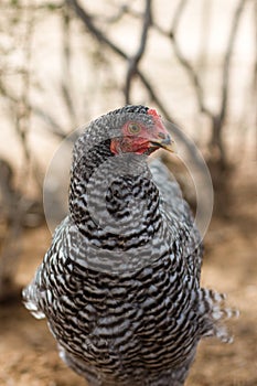 Barred Rock pullet