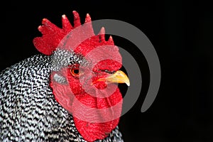 Barred Rock Rooster