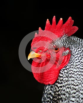 Barred Rock Rooster