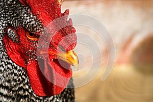 Barred Rock Rooster 5