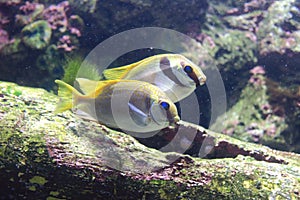 barred spinefoot, scribbled rabbitfish, pencil-streaked rabbitfish