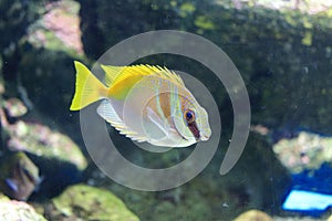 Barred spinefoot, scribbled rabbitfish, pencil-streaked rabbitfish