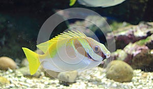 Barred spinefoot, scribbled rabbitfish, pencil-streaked rabbitfish