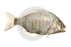 Barred surf perch