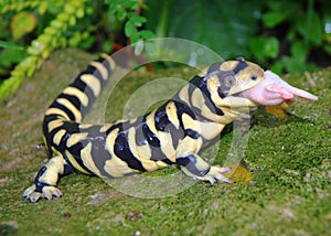 Barred Tiger Salamander, Ambystoma mavortium