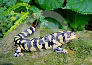 Barred Tiger Salamander, Ambystoma mavortium photo