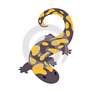 barred tiger salamander black and spotted yellow color wild nature animal big amphibian creature forest or desert