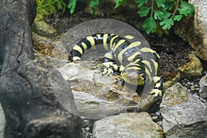 Barred Tiger Salamander on the Prowl