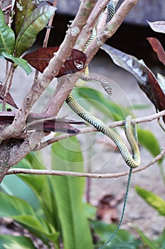 Barred tree snake slither on branch plant tree photo