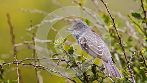 Barred Warbler