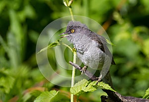 Barred Warbler, Sylvia nisoria. Bird peeking out from a dense bush and sings in the early morning