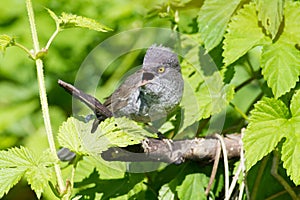 Barred Warbler, Sylvia nisoria. Bird peeking out from a dense bush and sings in the early morning