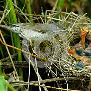 Barred Warbler, Sylvia nisoria, male