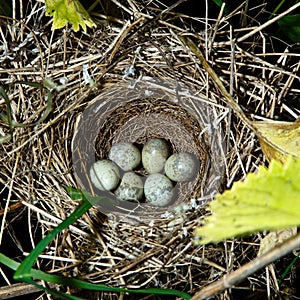 Barred Warbler, Sylvia nisoria. Nest