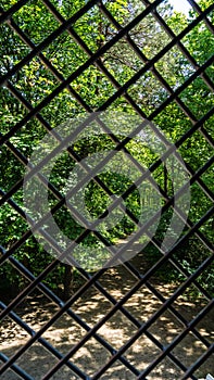 Barred window with forest path in background