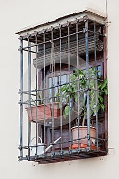 Barred window with houseplants