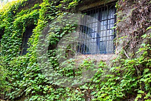 Barred window with ivy