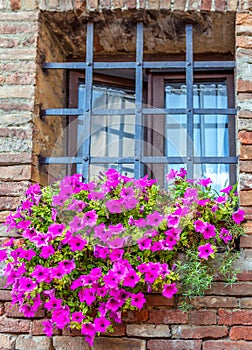 Barred window with a large flower bed of lilac flowers.