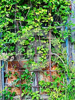 Barred Window in Old House Covered By Green Shrub