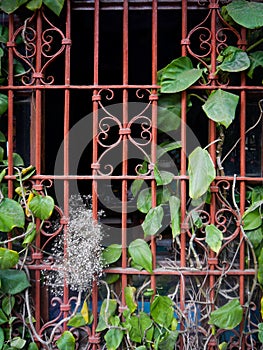 Barred window overgrown with climbing vines