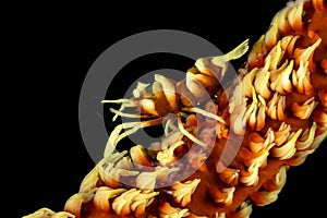 Barred Wire Coral Shrimp