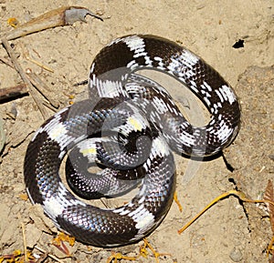 Barred wolf snake
