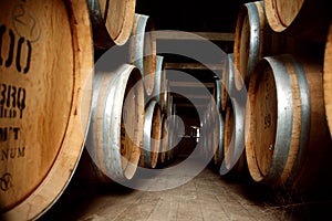 Old wine barrels in cellar