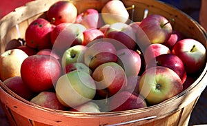 Barrel of apples