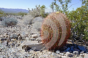 Barrel cactus