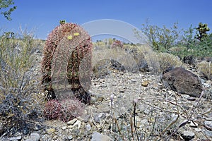 Barrel cactus