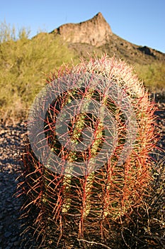 Barrel cactus