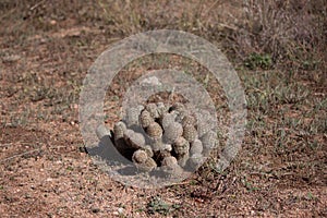 Barrel Cactus